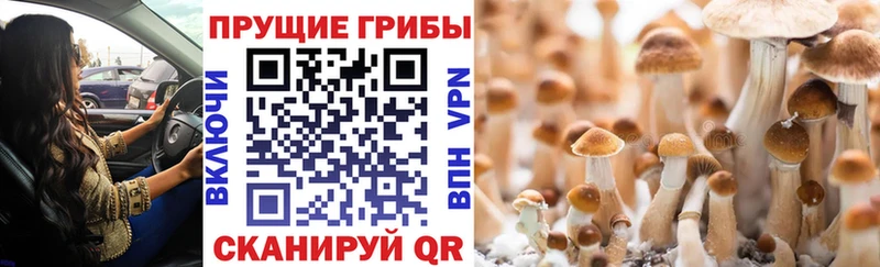 Псилоцибиновые грибы Cubensis Мелеуз
